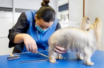 Yorkshire Terrier dog being groomed in pet care studio. Woman groomer cuts dog hair in beauty salon for animals. High quality photo.. Yorkshire Terrier dog being groomed in pet care studio. Woman groomer cuts dog hair in beauty salon for animals.