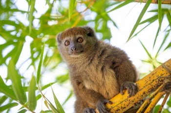 A bamboo lemur sits on a branch and watches the visitors to the national park.. A bamboo lemur sits on a branch and watches the visitors to the national park