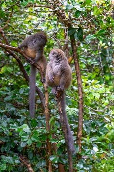 The Funny bamboo lemurs on a tree branch watch the visitors. Funny bamboo lemurs on a tree branch watch the visitors