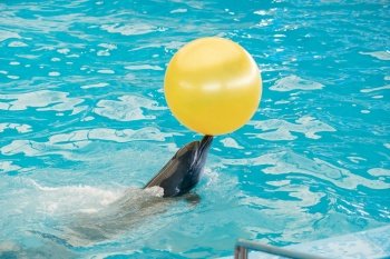 Dolphin playing in the pool water with yellow ball.