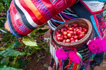 Akha farmer women harvesting arabica coffee berries in the tree in organic farm. Fresh coffee beans in beautiful wicker basket. Akha village, Chiang Rai, northern region of Thailand. Close. Bright sunlight. Summer season.