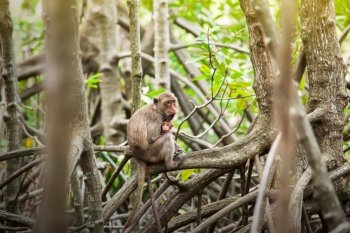 A newborn Crab-eating macaque in mother’s arms in a mangrove forest. Sam Roi Yot National Park, Ramsar Site in Thailand.