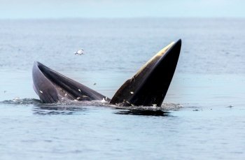 Bryde’s whale, Eden’s whale, Eating fish at gulf of Thailand