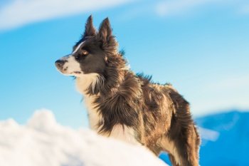 Border collie in the snow