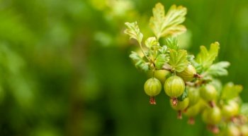 Branch of ripening goosberry fruits on greenery background with space for text. Ribes grossularia.
