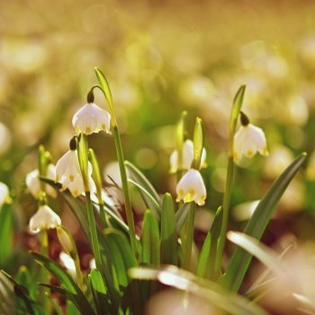 Spring snowflake flower (Leucojum vernum).
Beautiful white spring flower in forest. Colorful nature background.