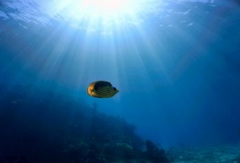 Tropical fish in rays of light