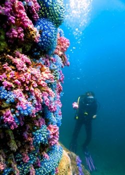 Colorful coral reef with scuba divers