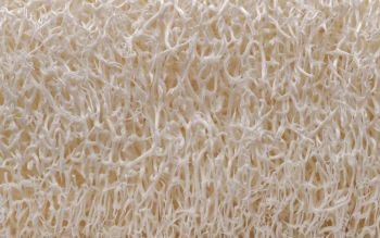 Backgrounds and textures: natural sponge surface texture, organic abstract. Natural sponge texture