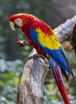 A big parrot macaw sits on a tree branch and eats an apple