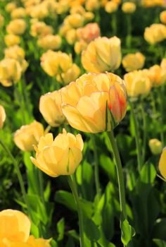 Close-up of beautiful bright yellow spring tulips