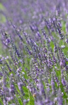 Beautiful background of blooming lavender in summer