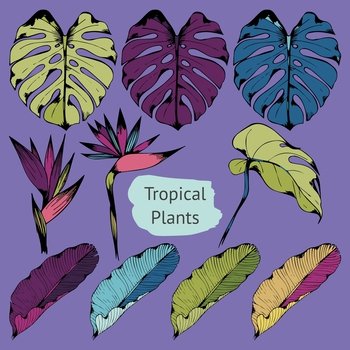 Colorful tropical plants. Set of vector illustrations with tropical branches. Hand drawing for design and surface design, packaging and wrapping paper, wallpaper, covers, creating patterns. Colorful tropical plants. Set of vector illustrations with tropical branches. Hand drawing