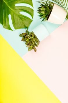 Succulents and monstera leaves on pastel colors background. Flat lay, copy space
