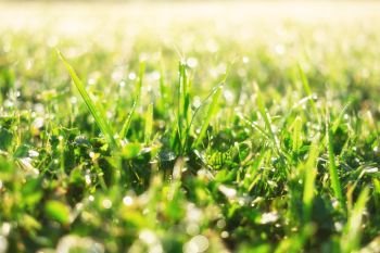 Spring green grass sunny summer background. Perfect beautiful nature close up view