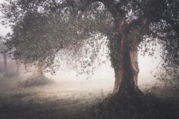 countryside view with old olive tree in autumn foggy morning