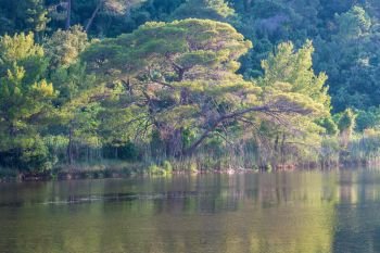 Summer evening lake in pine forest landscape with big pine tree on the shore