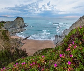 Spring sunset sea rocky coast landscape with small sandy beach  and pink flowers in front (Arnia Beach, Spain, Atlantic Ocean).