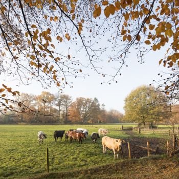 green meadow with meat cows in morning autumn landscape in province of utrecht in the netherlands