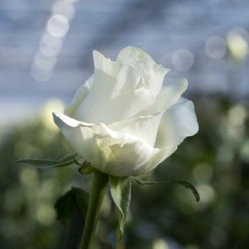 white roses in glass greenhouse under blue sky in the netherlands
