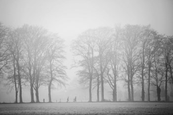 two people jogging between oak trees in morning fog near Utrecht in forest on Utrechtse Heuvelrug