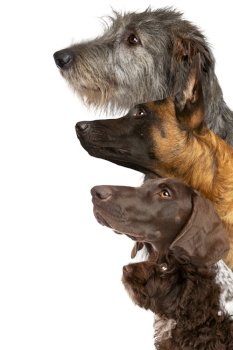 portrait of four dogs looking up in front of a white background. portrait of four dogs looking up