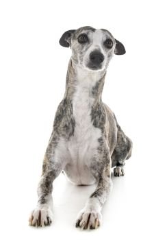 english whippet in front of white background