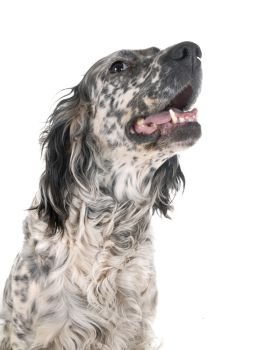 english setter in front of white background