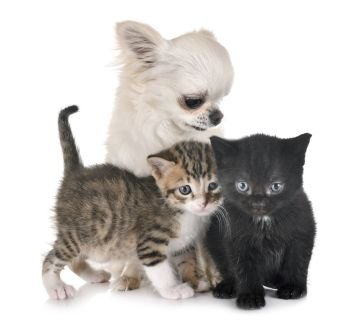 moggy kitten and chihuahua in front of white background