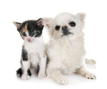 moggy kitten and chihuahua in front of white background