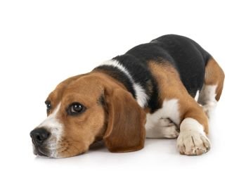 young beagle in front of white background