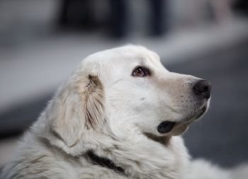 great pyrenees dog Powerful, independent, Fearless, highly protective. great pyrenees dog