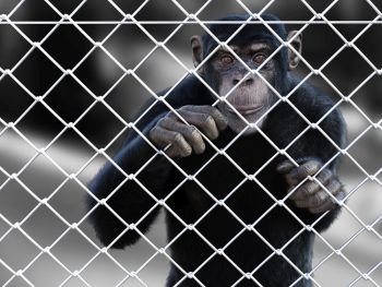 3D rendering of a sad chimpanzee standing caged behind a chain link wire steel metal fence, looking at you.. 3D rendering of a chimpanzee trapped behind a fence.