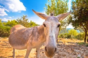 Dalmatian island donkey in nature, animal in the wild, Croatia
