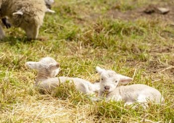 Newborn cute lambs resting in a field