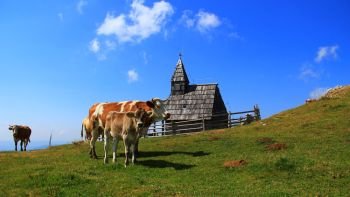 Calf and cow on the high mountain pasture