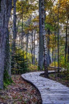 Wooden footpath at oak forest. Eearly morning in a autumn 