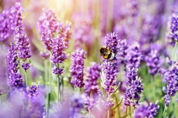 Honeybee pollinating lavender flower field. Warm sunlight. Honeybee pollinating lavender flower field