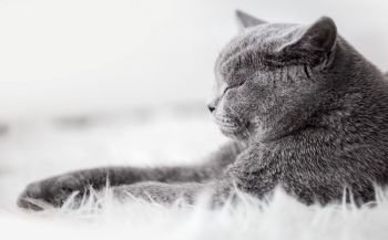 Young cute cat sleeping on cosy white fur. The British Shorthair pedigreed kitten with blue gray fur. Young cute cat sleeping on cosy white fur. The British Shorthair