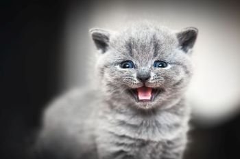 Cute kitten meows to the camera. British Shorthair cat. Cute kitten meows. British Shorthair cat