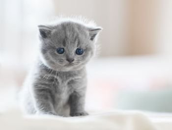 Cute kitten sitting on bed in home. British Shorthair cat.. Cute kitten on bed. British Shorthair