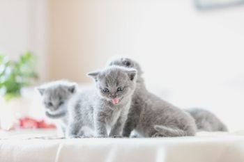 Litter of kittens in home. British Shorthair cats. Litter of kittens in home. British Shorthairs