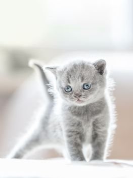 Lovely furry grey cat portrayed in a standing ready-to-play position. British shorthair.. Furry grey standing cat. British shorthair.