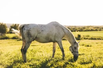 Purebred white horse eating grass on a field. Animals and nature.. Purebred white horse eating grass on a field.