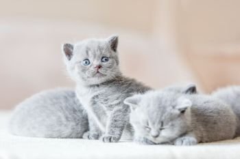 Bunch of little sweet grey cats together. Two of them sleeping, one sitting and looking behind the camera. British shorthair.. Bunch of little grey cats. British shorthair.