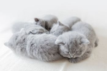 Group of young sleeping pretty kittens laying together. British shorthair cats.. Sleeping little cats in a group. British shorthair.