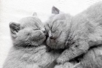 Two fluffy sleeping cats snuggling each other. British shorthair kittens.. Two sleeping cats snuggling. British shorthair.