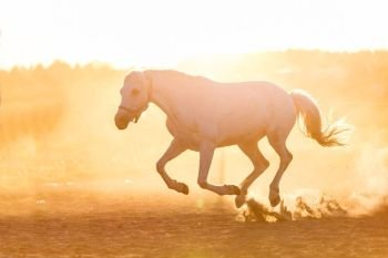 White horse running on the sand in the sunset. Animals. Grey purebred stallion.. White horse running on the sand in the sunset.