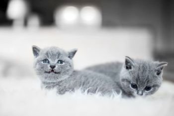 Two tiny cats laying next to each other on a white fluffy blanket. Littler of cats. British shorthair.. Two tiny cats laying next to each other