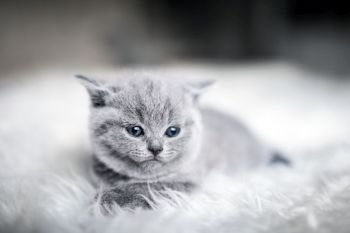 Cute grey kitten laying on a fluffy blanket. Sad and needy expression. British shorthair cat.. Needy baby cat laying down.